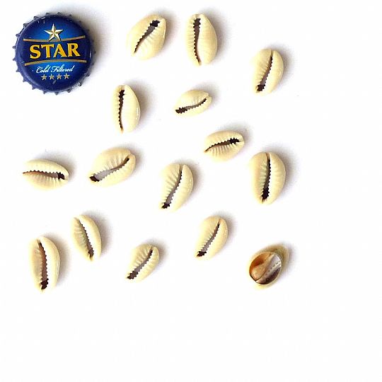 image for Cowrie Shells